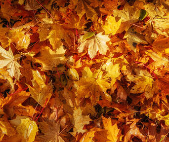 a bunch of yellow autumn leaves